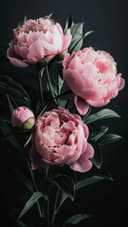 Pink Peony